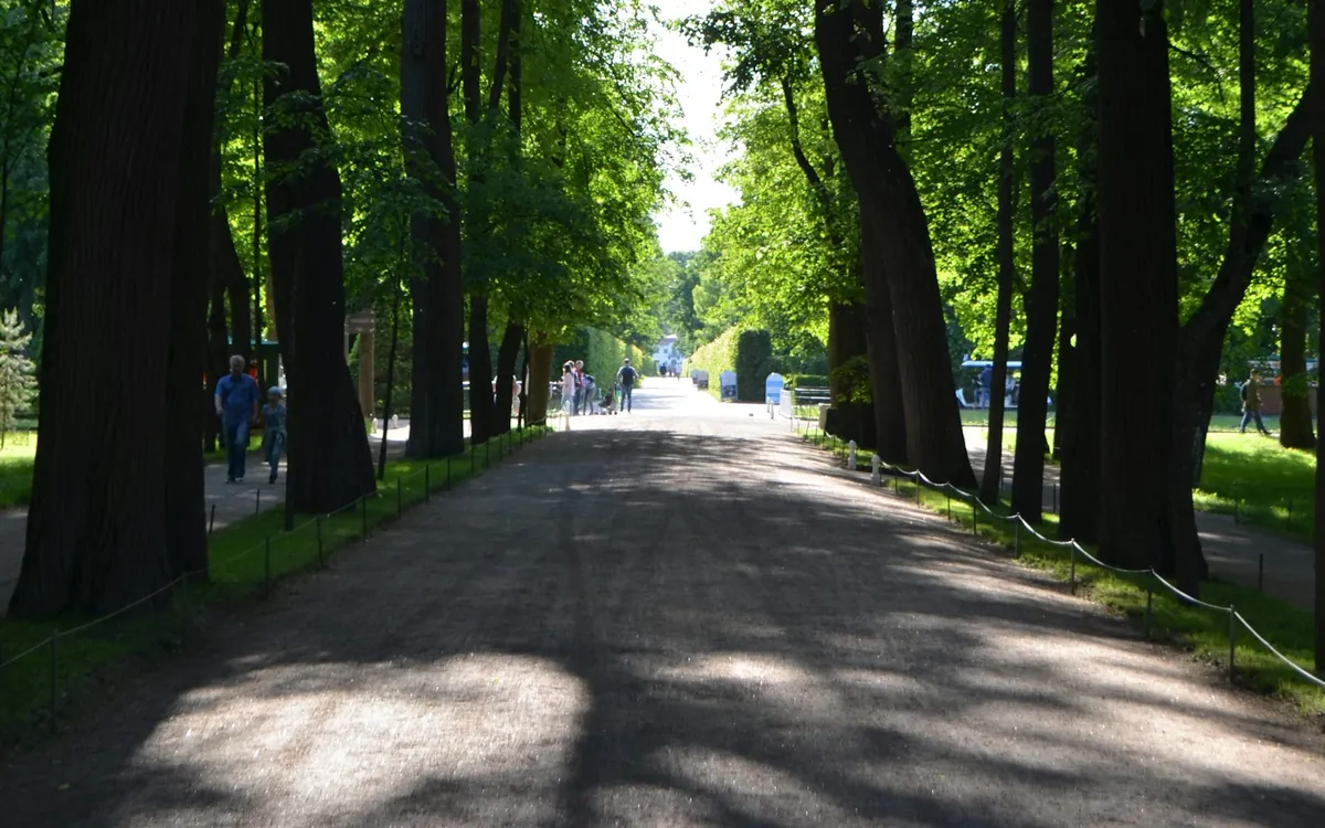A shaded park walkway beneath tall green trees; illustrative stock photo